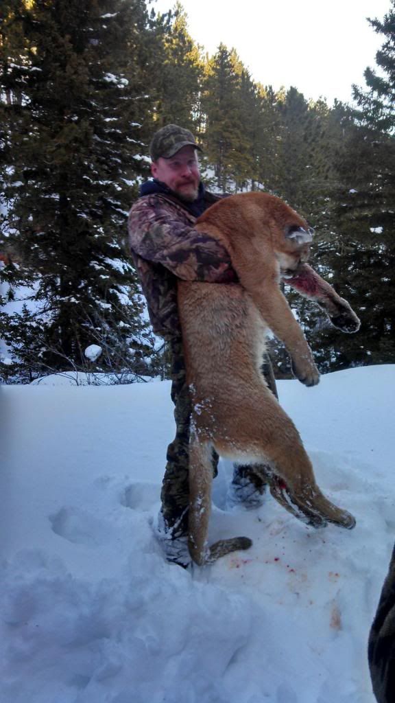 PA MOUNTAIN LION taken today >>>>>=======>>